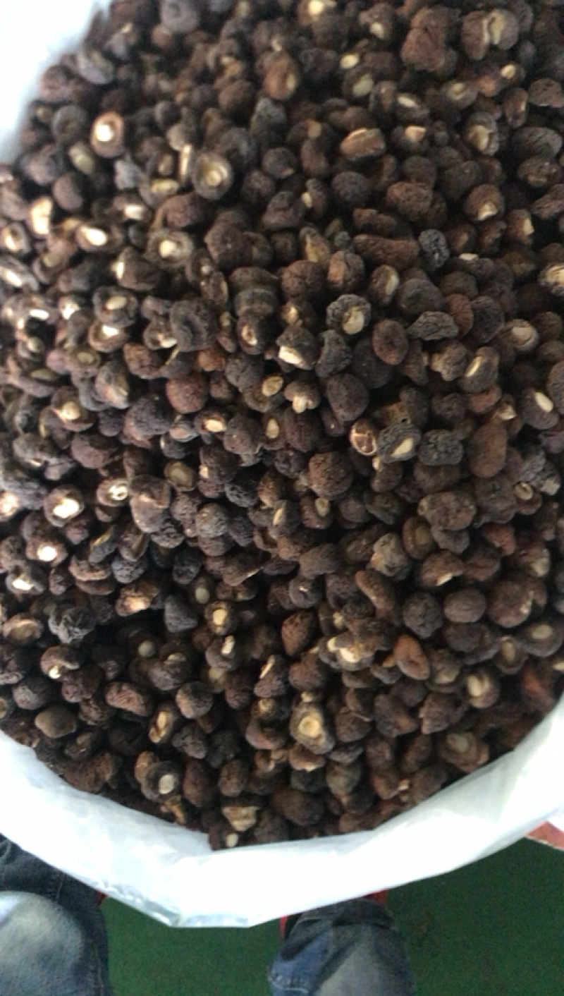长期供应金钱花菇，需要好货的客商联系