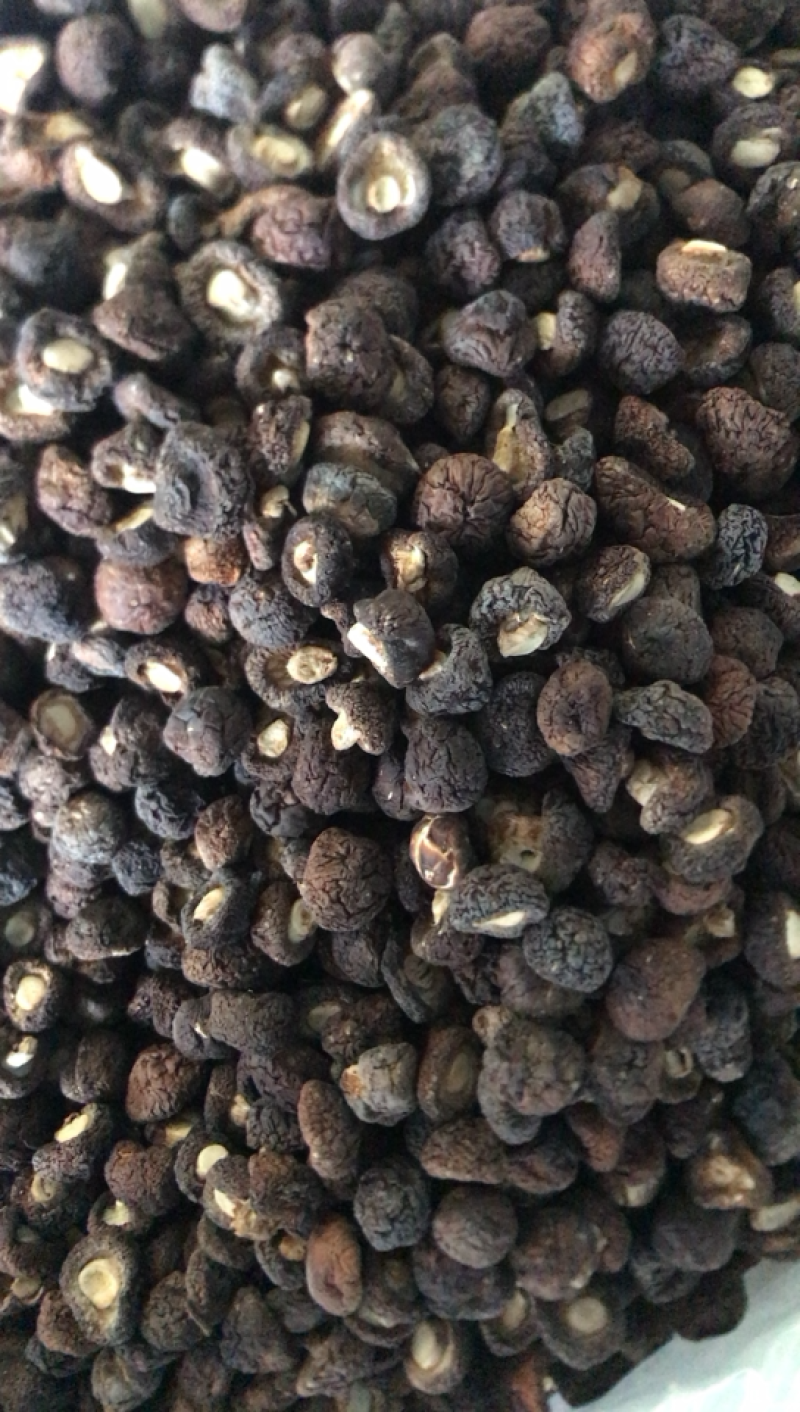 长期供应金钱花菇，需要好货的客商联系