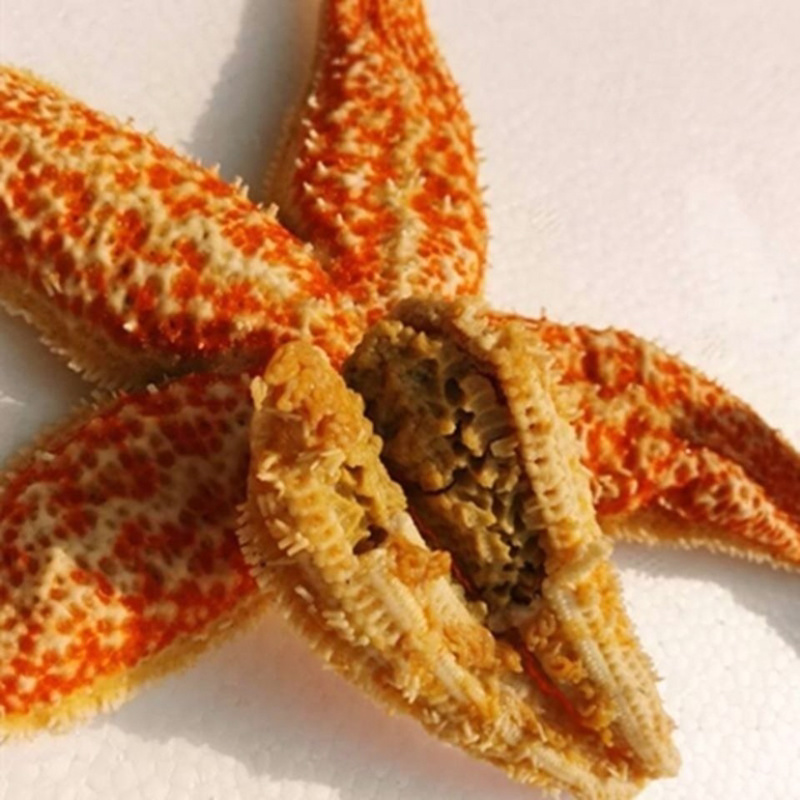 网红派大星满籽海星五角海星
