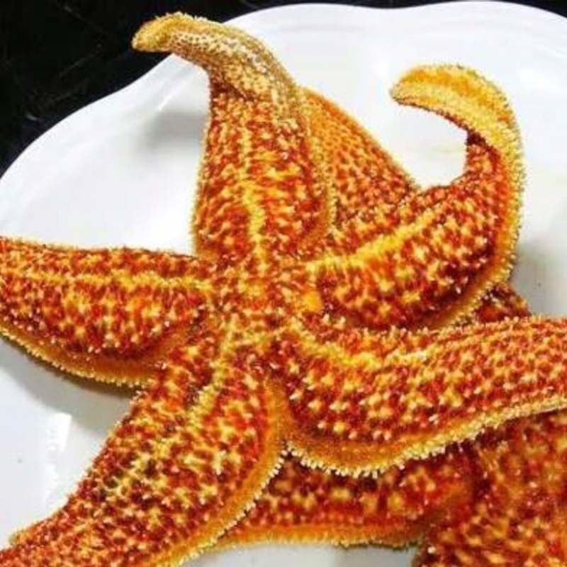 网红派大星满籽海星五角海星