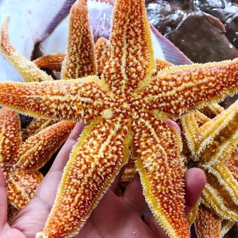 网红派大星满籽海星五角海星