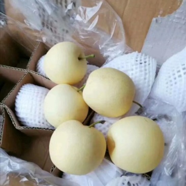（欢迎来电咨询）绿皇冠梨物美价廉产地供应
