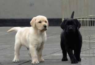 纯种拉布拉多犬、导盲犬、宠物狗、全国包邮