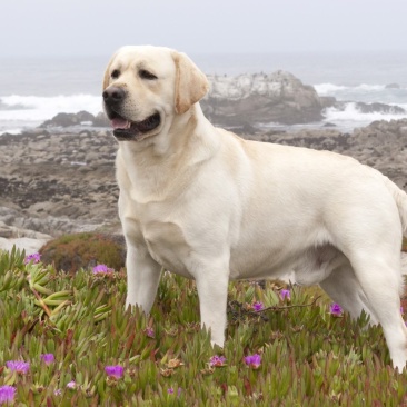 纯种拉布拉多犬、导盲犬、宠物狗、全国包邮