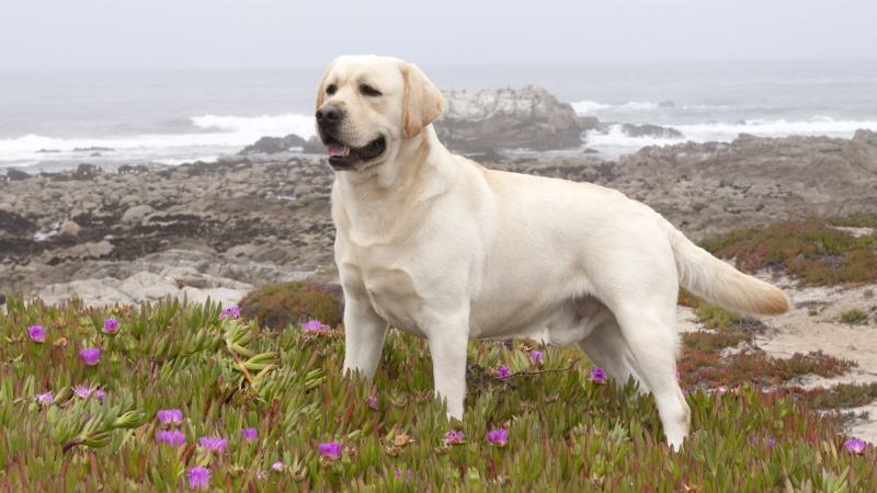 纯种拉布拉多犬、导盲犬、宠物狗、全国包邮