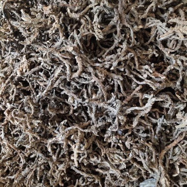 石菖蒲足干石菖蒲统条，长期产地直销，欢迎订购