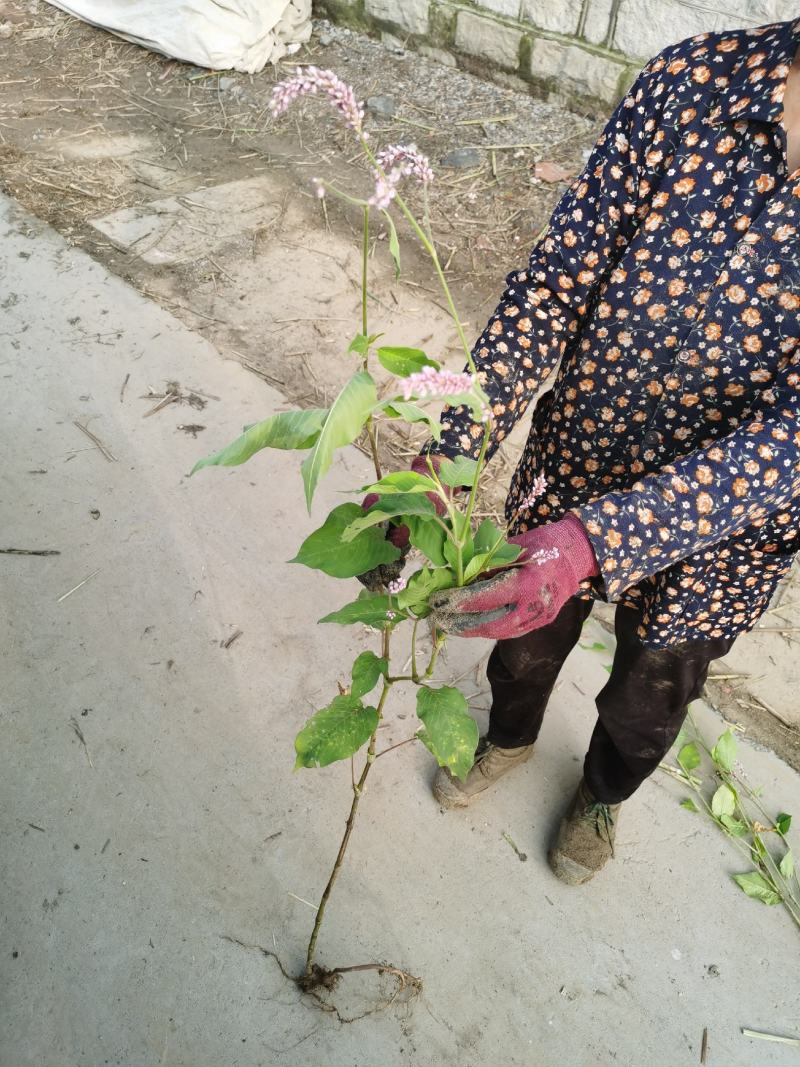 水生植物红蓼高达三米
