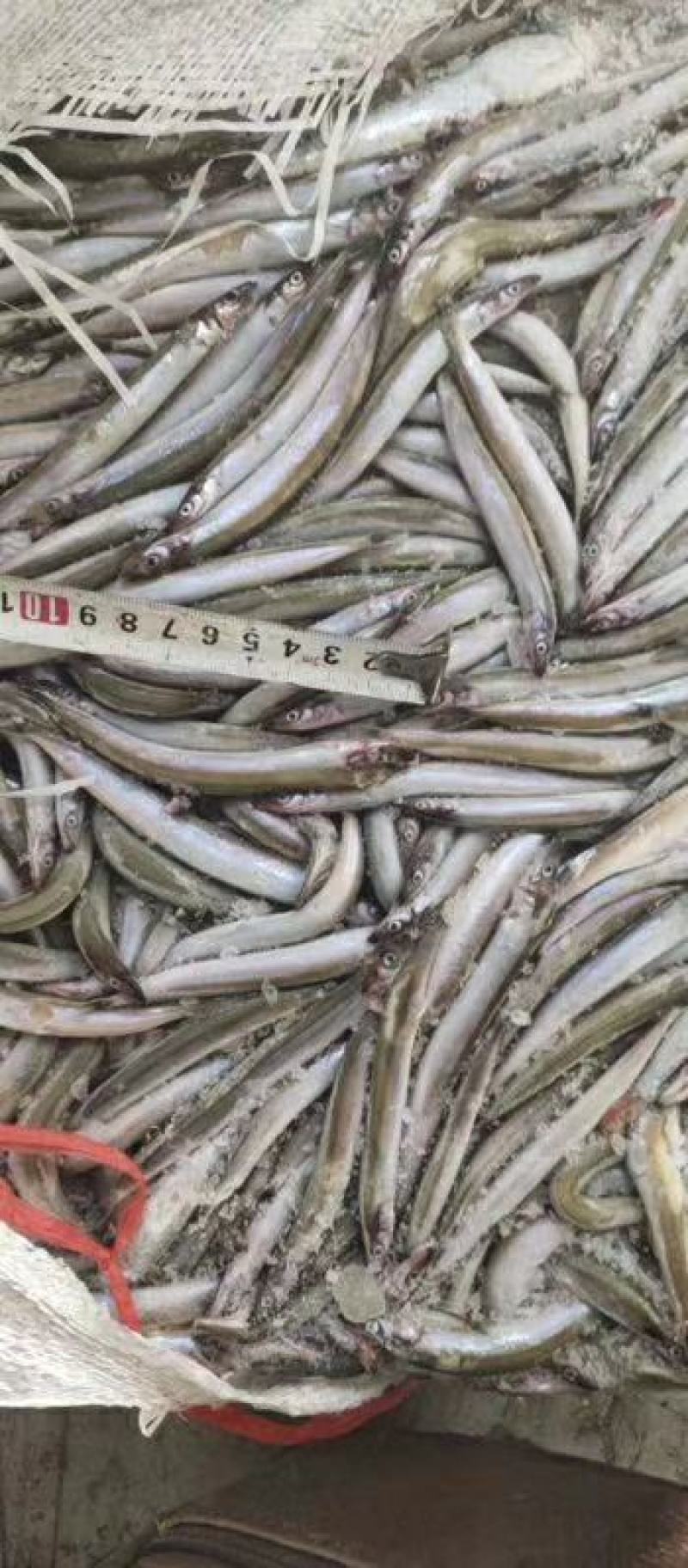 沙里钻饲料鱼俗称面条鱼沙里钻每板15公斤
