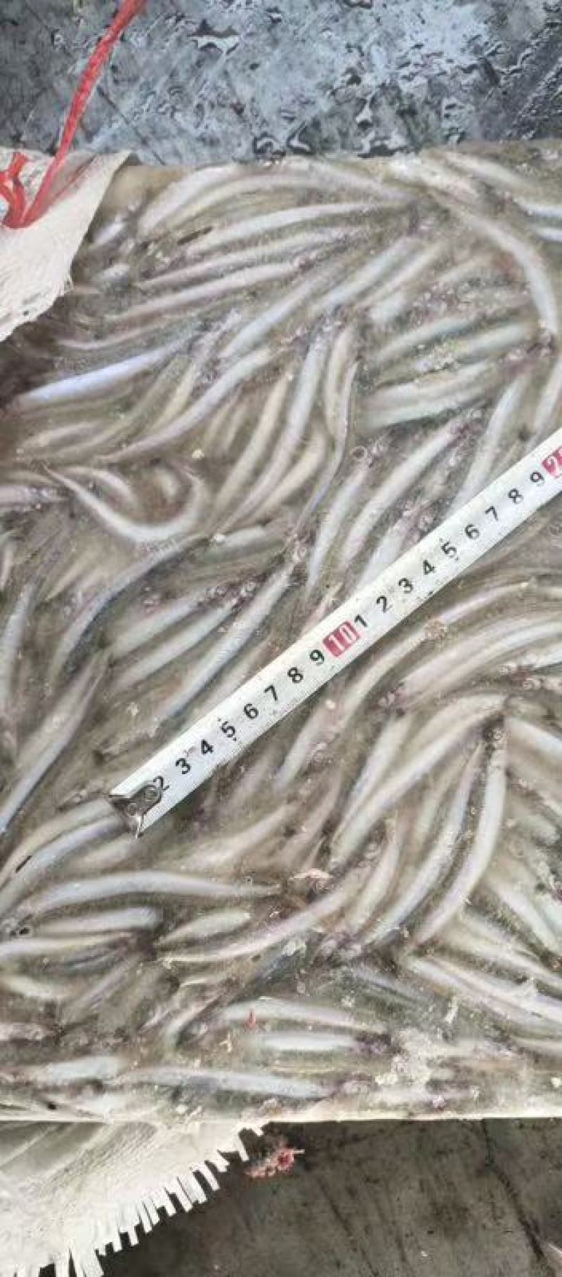 沙里钻饲料鱼俗称面条鱼沙里钻每板15公斤