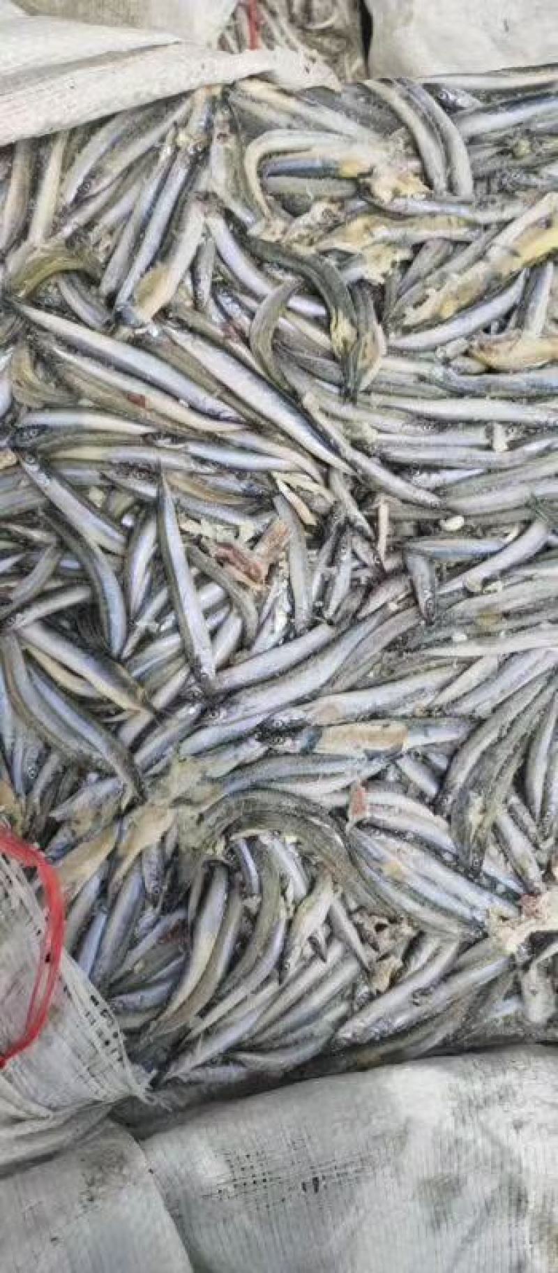 沙里钻饲料鱼俗称面条鱼沙里钻每板15公斤