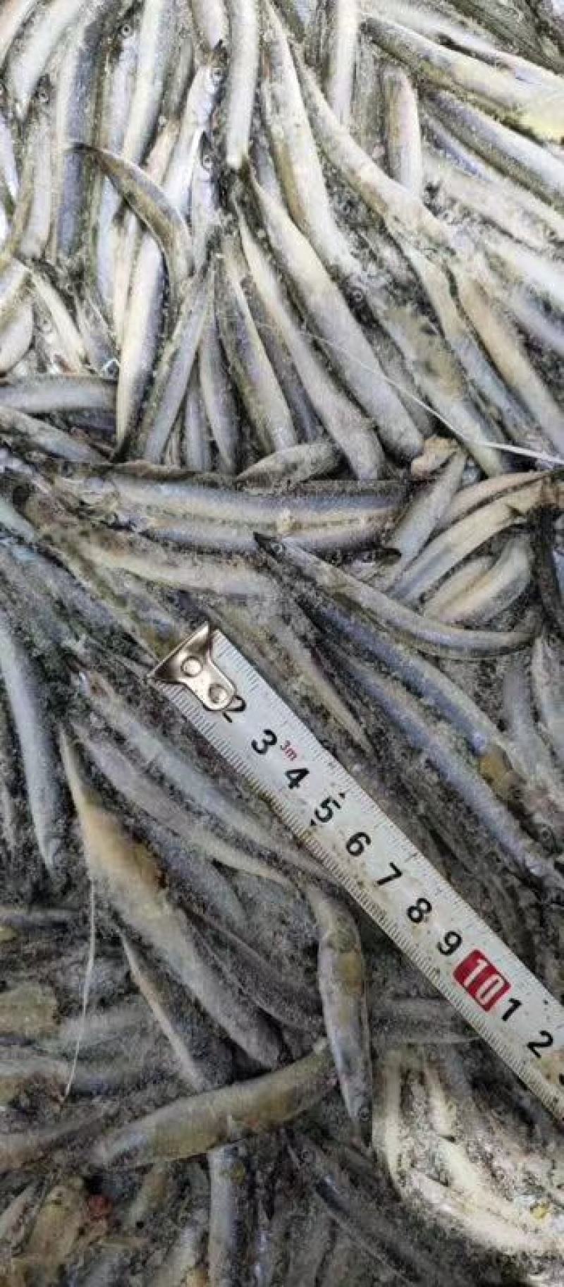 沙里钻饲料鱼俗称面条鱼沙里钻每板15公斤