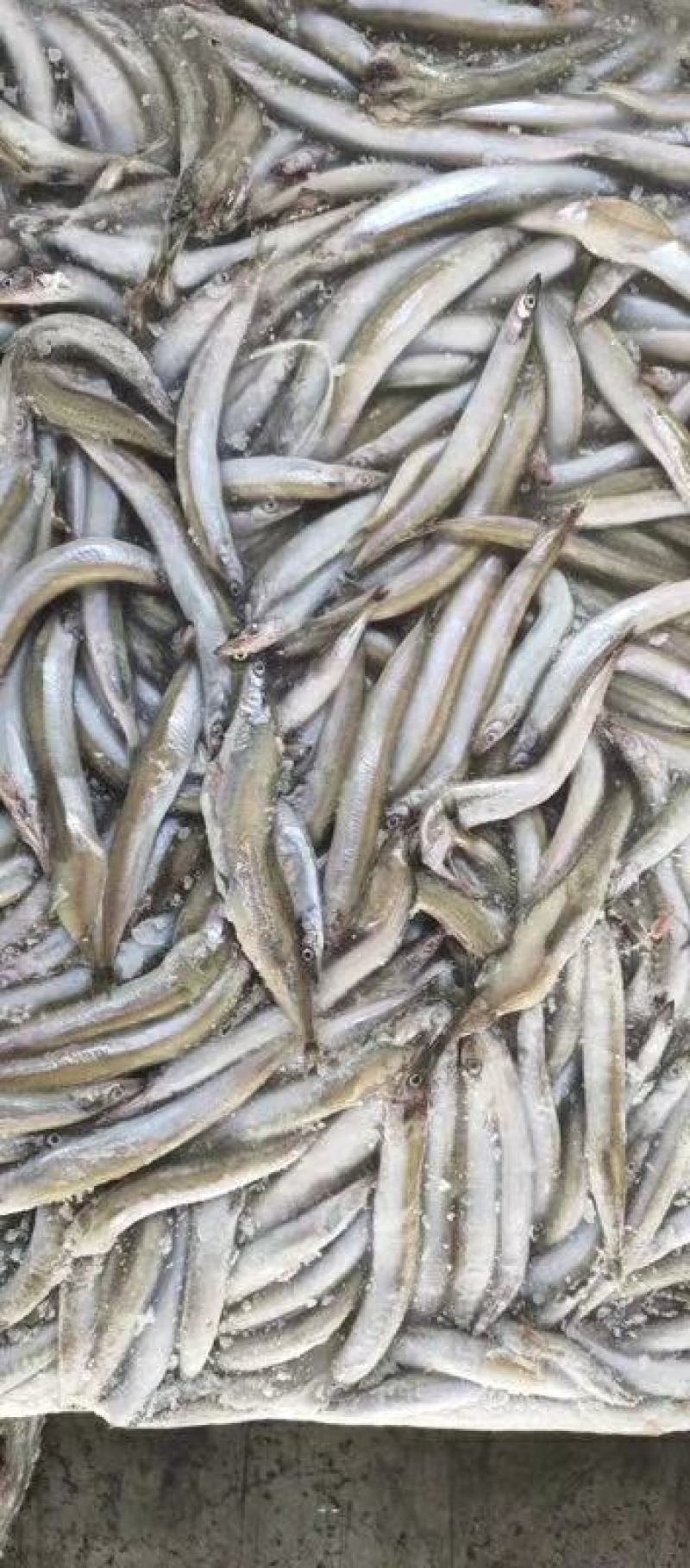 沙里钻饲料鱼俗称面条鱼沙里钻每板15公斤