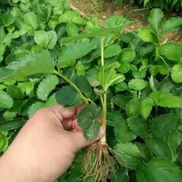 脱毒草莓苗红颜章姬京藏香隋珠草莓苗送管理技术