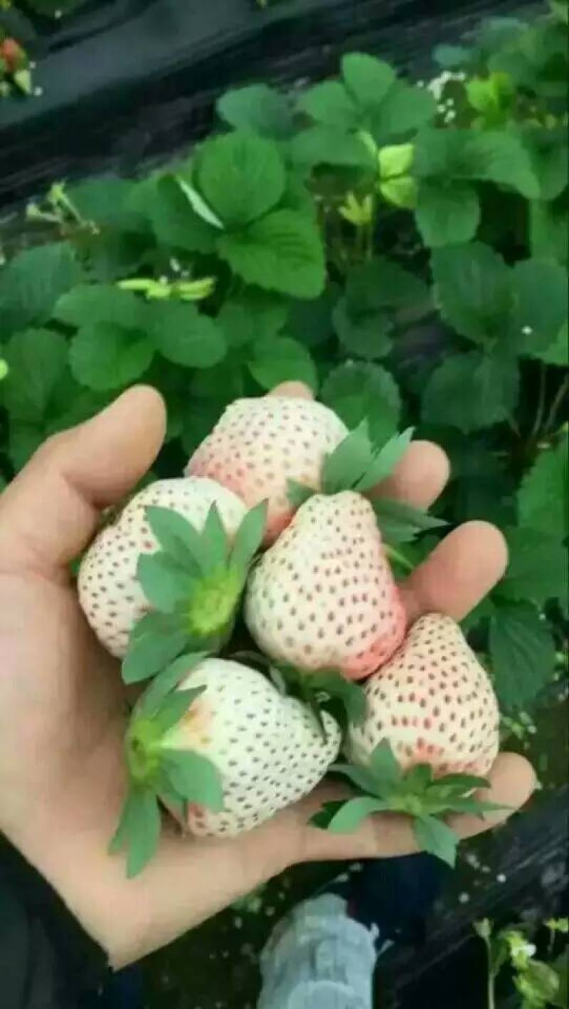 脱毒草莓苗红颜章姬京藏香隋珠草莓苗送管理技术