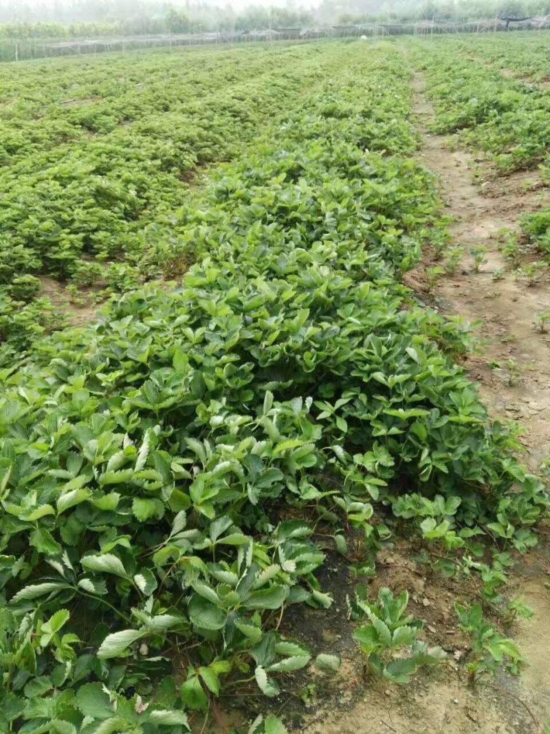 脱毒草莓苗红颜章姬京藏香隋珠草莓苗送管理技术