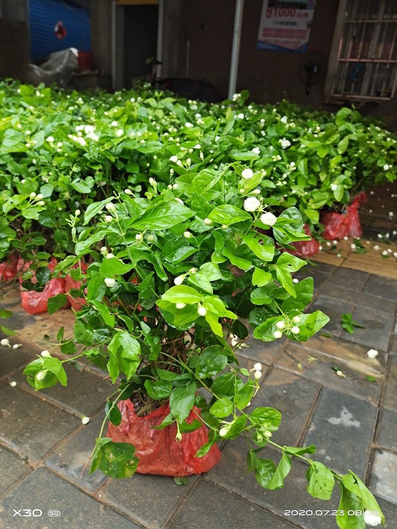 茉莉花带花蕾带盆裸根苗都有包邮
