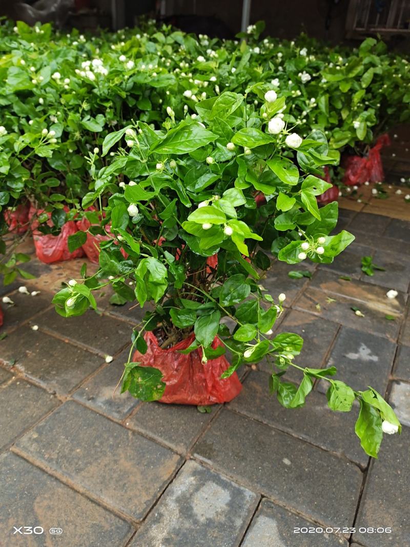 茉莉花带花蕾带盆裸根苗都有包邮