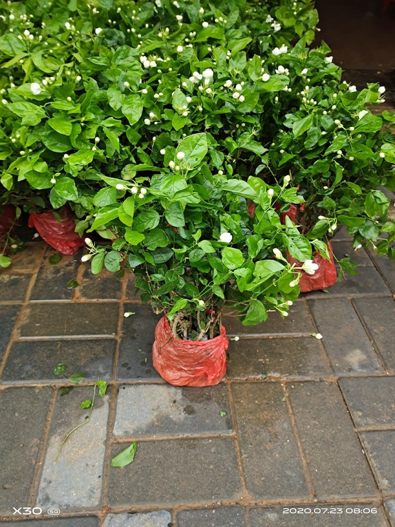 茉莉花带花蕾带盆裸根苗都有包邮