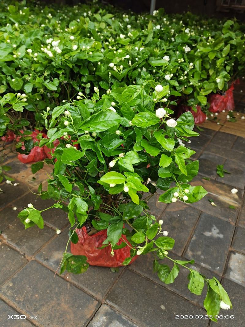 茉莉花带花蕾带盆裸根苗都有包邮