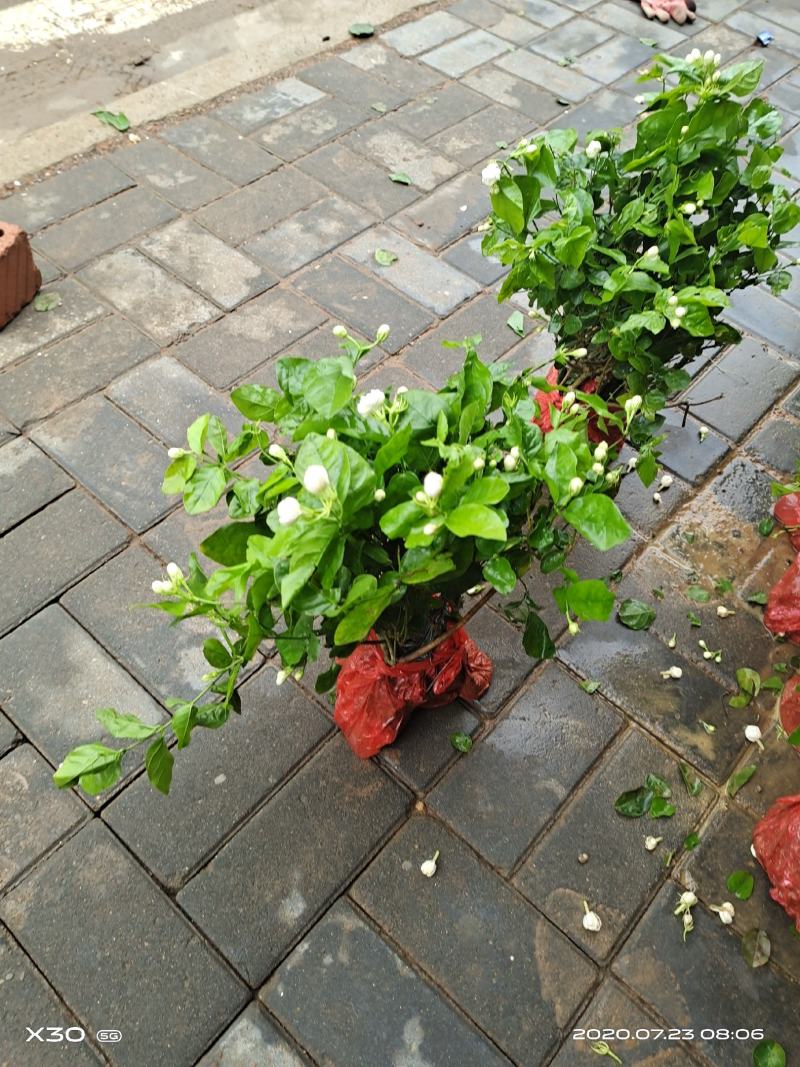 茉莉花带花蕾带盆裸根苗都有包邮