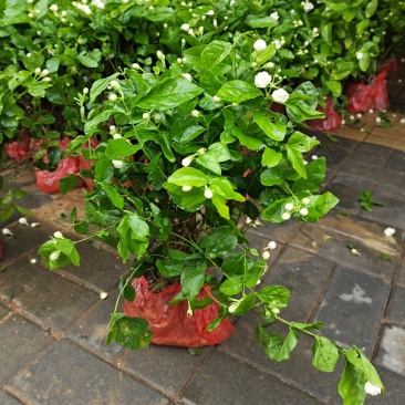 茉莉花带花蕾带盆裸根苗都有包邮