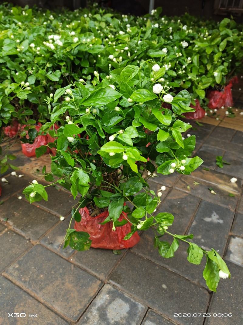 茉莉花带花蕾带盆裸根苗都有包邮