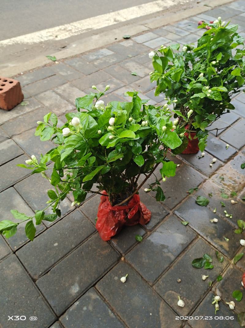 茉莉花带花蕾带盆裸根苗都有包邮