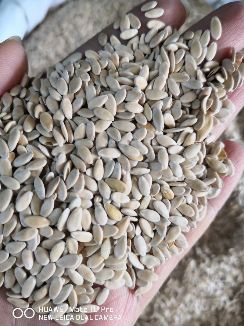 甜瓜子药食两用干净无杂质量大从优
