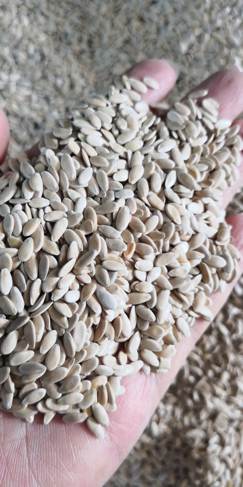 甜瓜子药食两用干净无杂质量大从优