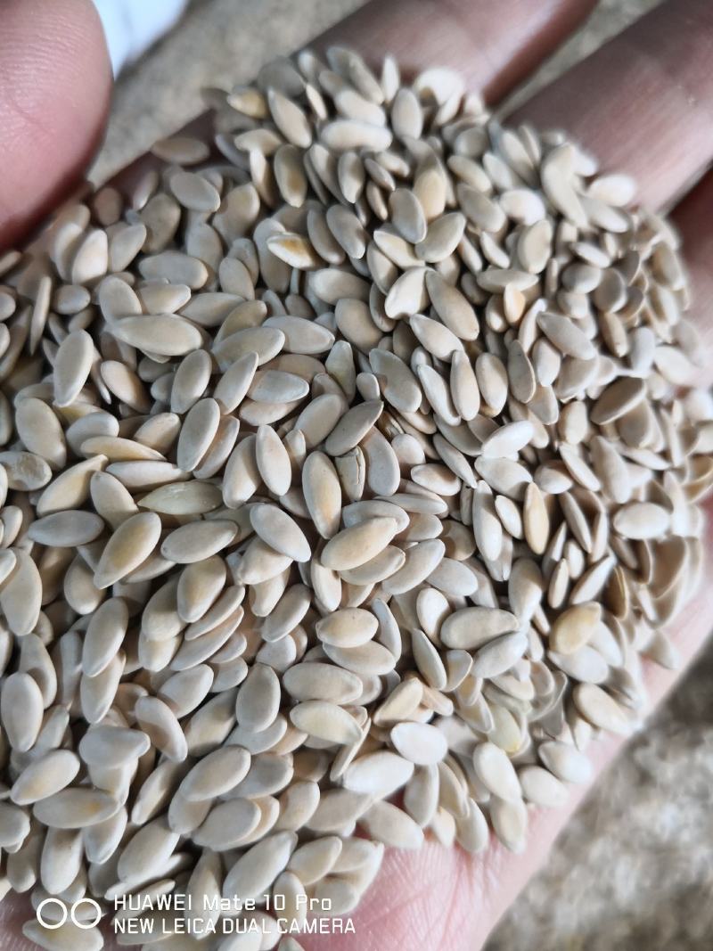 甜瓜子药食两用干净无杂质量大从优
