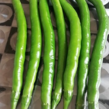 线椒，欢迎来电咨询，价格合理