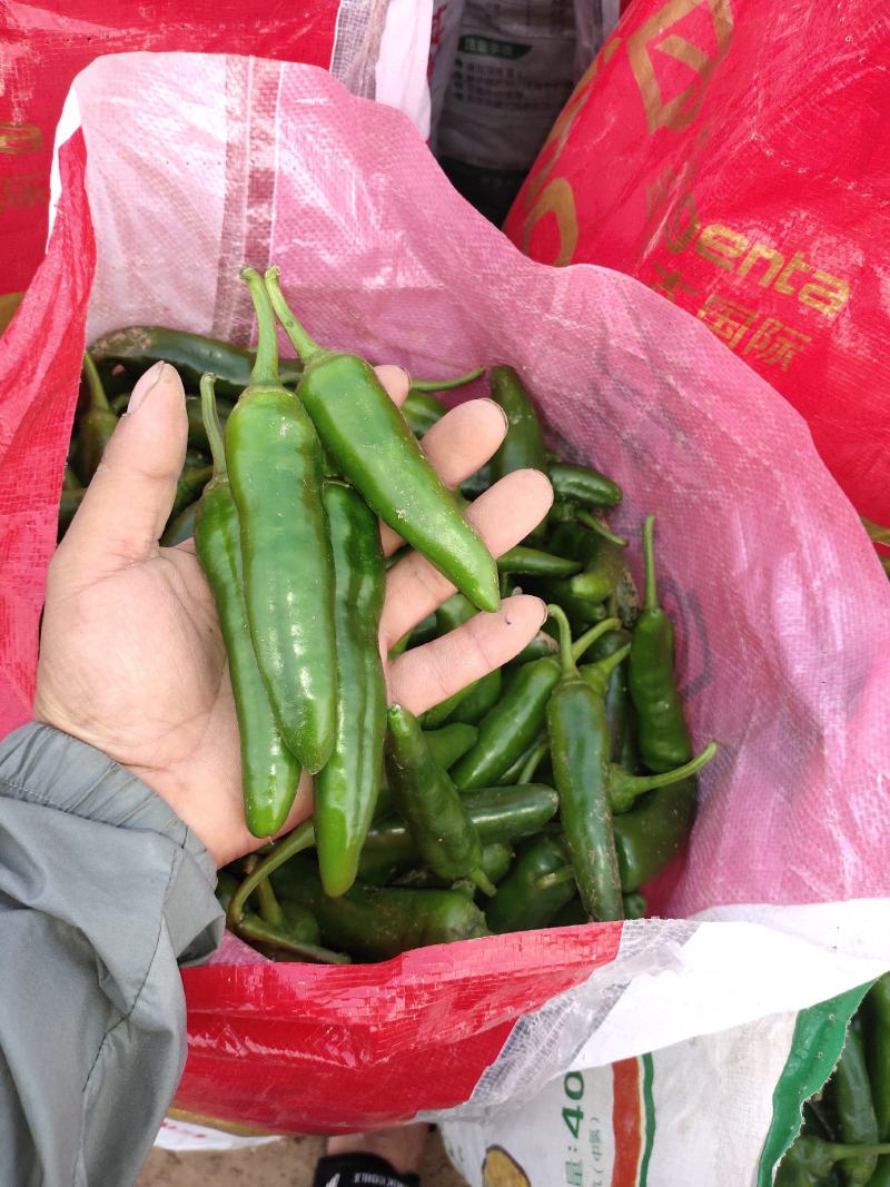 高辣辣椒精品黄皮辣椒