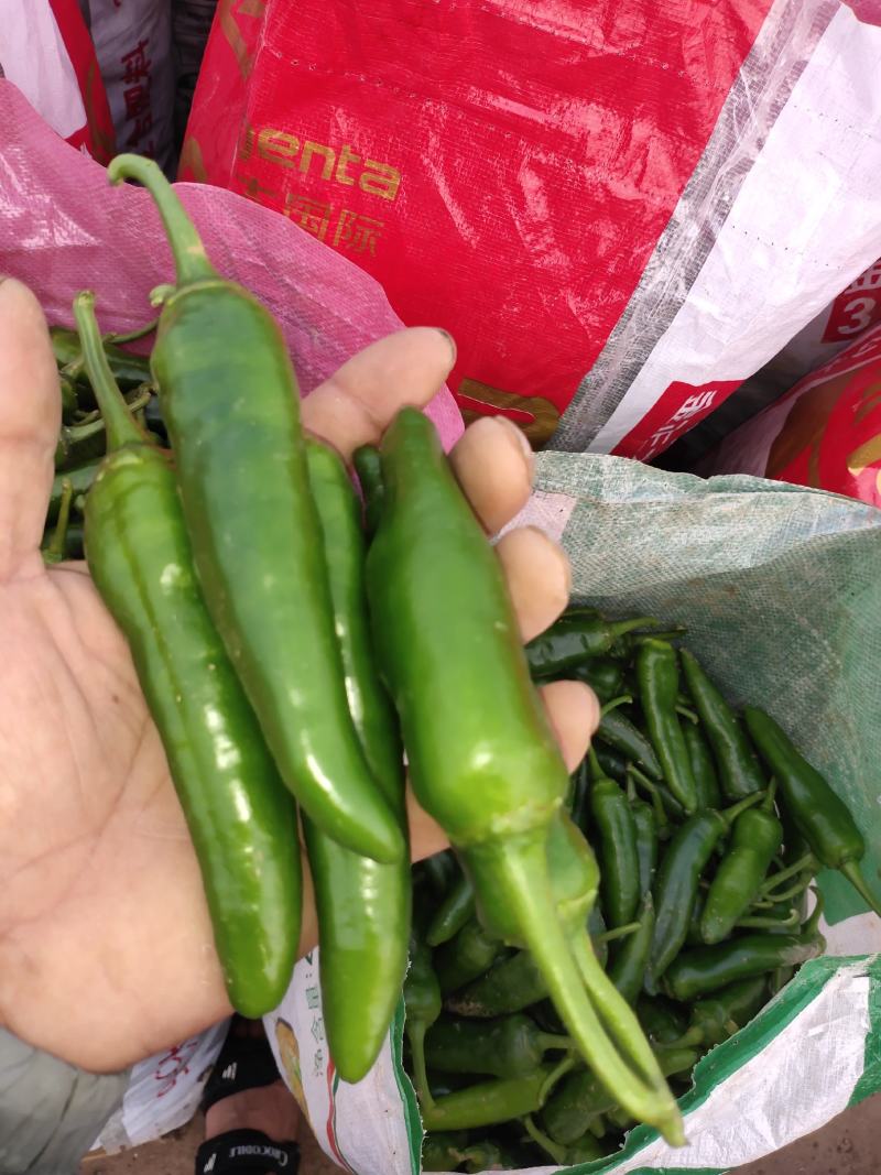 高辣辣椒精品黄皮辣椒