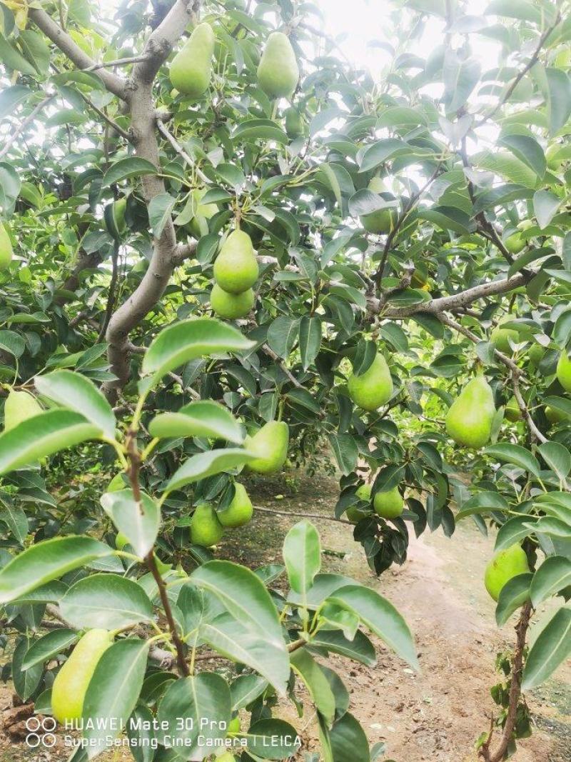 伏巴梨新上市大头梨三季梨香蕉梨，河北产地，自家果园直供