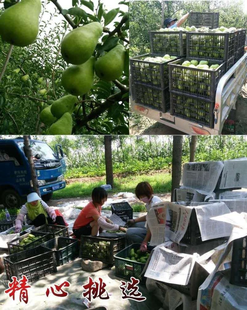 伏巴梨新上市大头梨三季梨香蕉梨，河北产地，自家果园直供