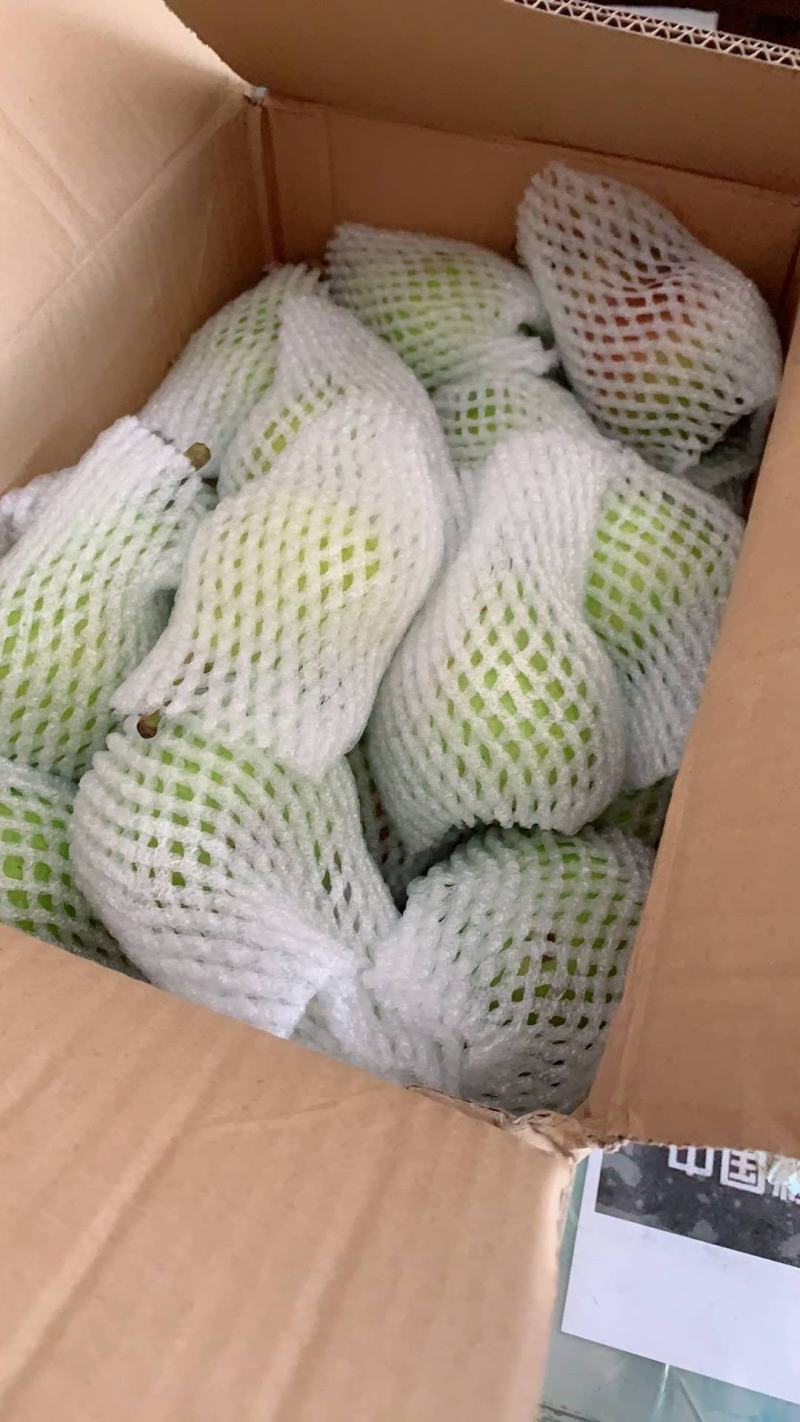 伏巴梨新上市大头梨三季梨香蕉梨，河北产地，自家果园直供