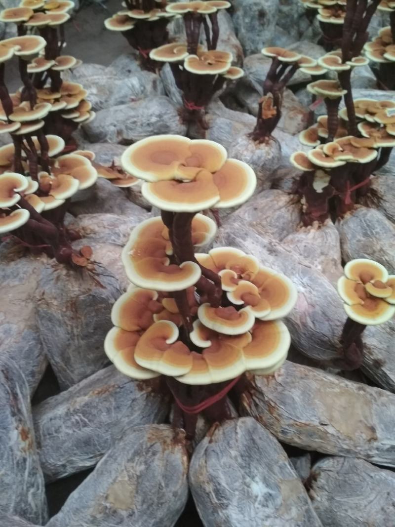【精品】灵芝盆景，产地直发可视频看货自产自销批发零售