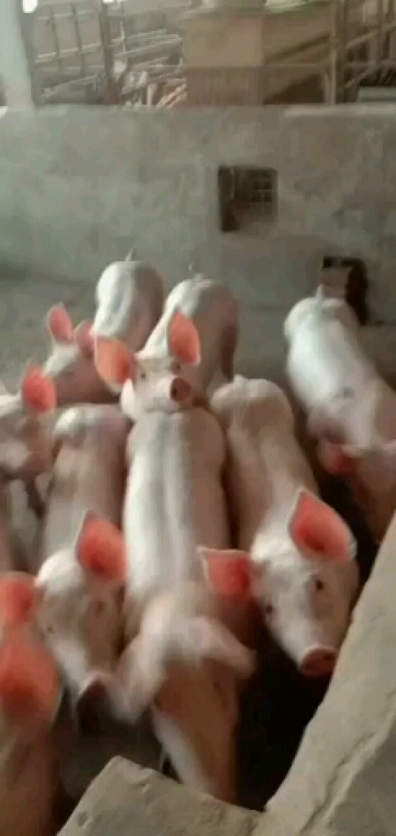 长太母猪，长白母猪，买十送一，多买多送，