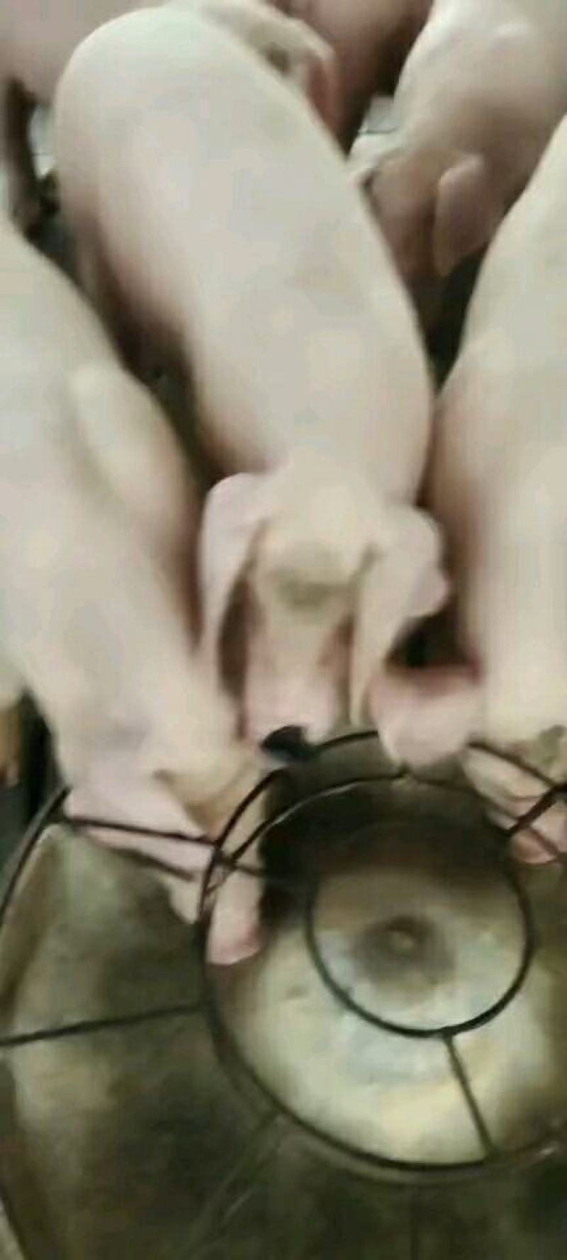 长太母猪，长白母猪，买十送一，多买多送，