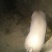 长太母猪，长白母猪，买十送一，多买多送，