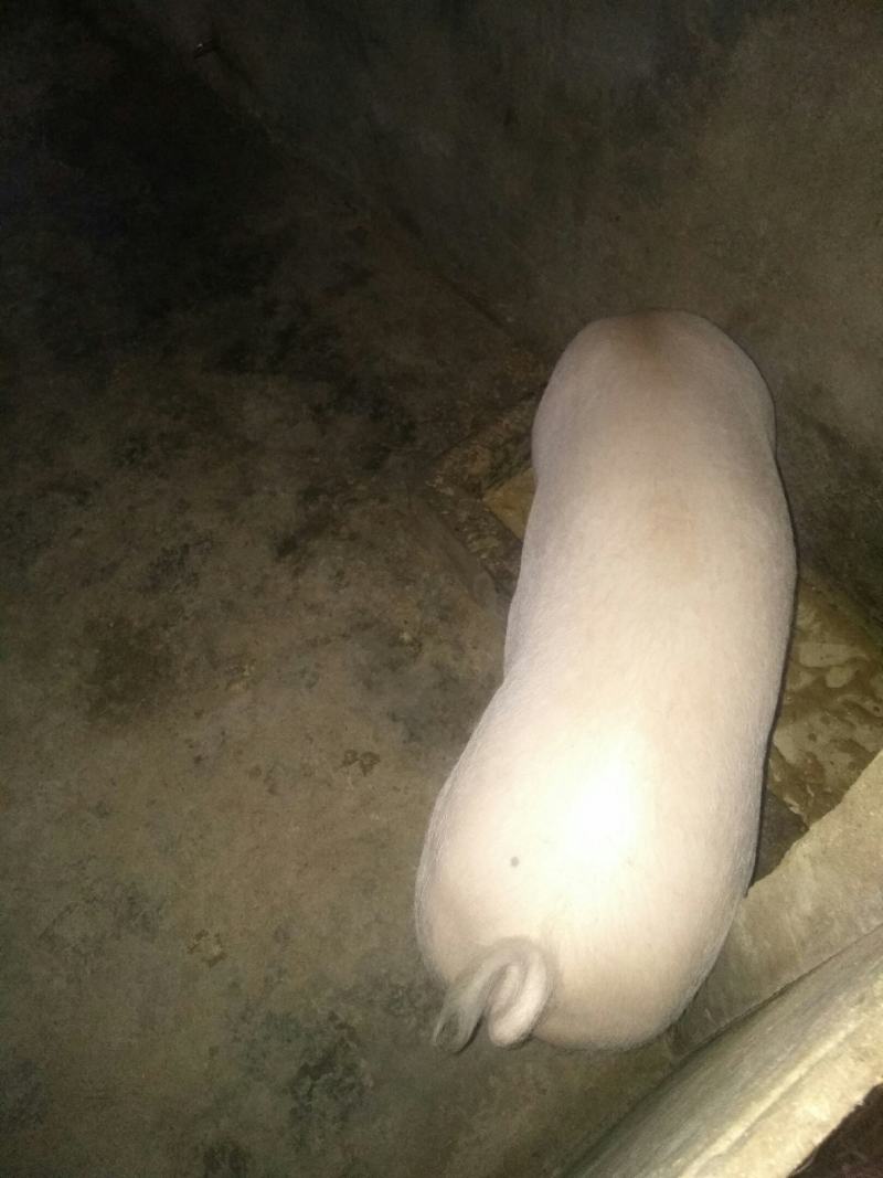 长太母猪，长白母猪，买十送一，多买多送，