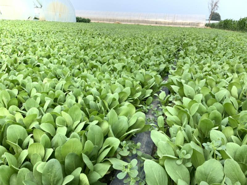 【热销】精品一级小油菜小青菜基地直销，常年供货