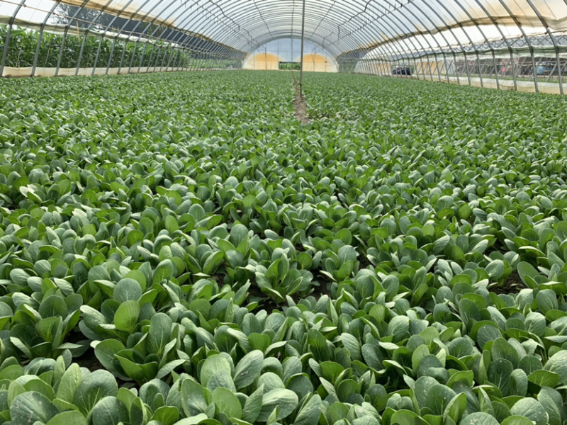 【热销】精品一级小油菜小青菜基地直销，常年供货