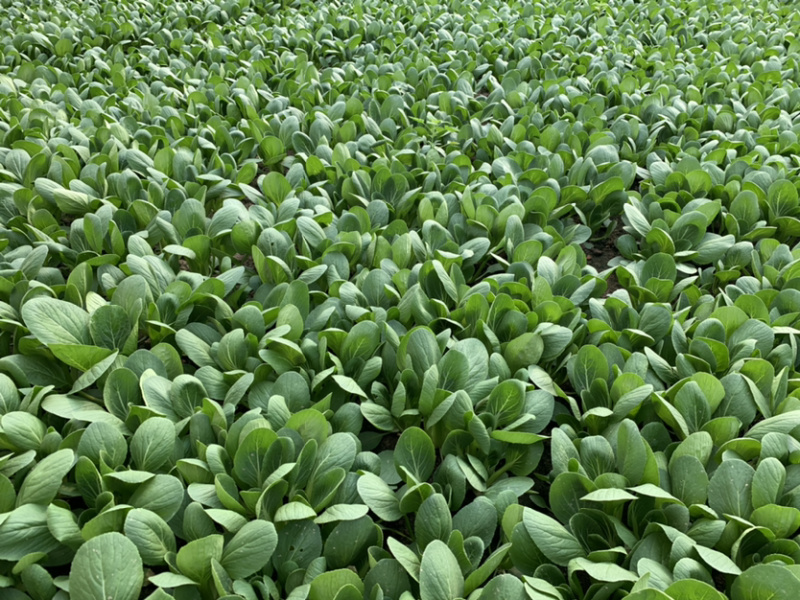 【热销】精品一级小油菜小青菜基地直销，常年供货