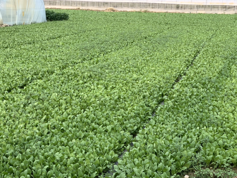 【热销】精品一级小油菜小青菜基地直销，常年供货
