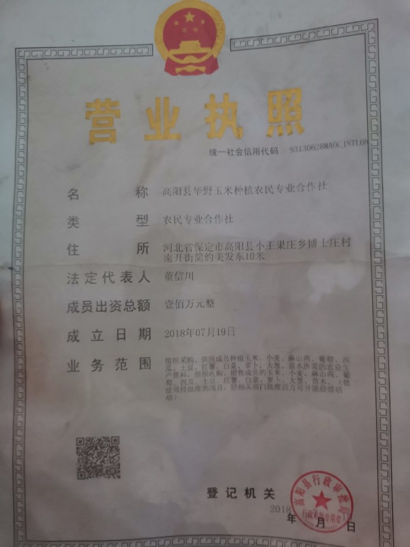 西瓜红，烟薯25，50亩，洪水要来提前出货高阳县诚信代办