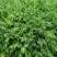 柳杉苗，（马尾杉）刺杉（杉树苗）20分以上有现货，要的联