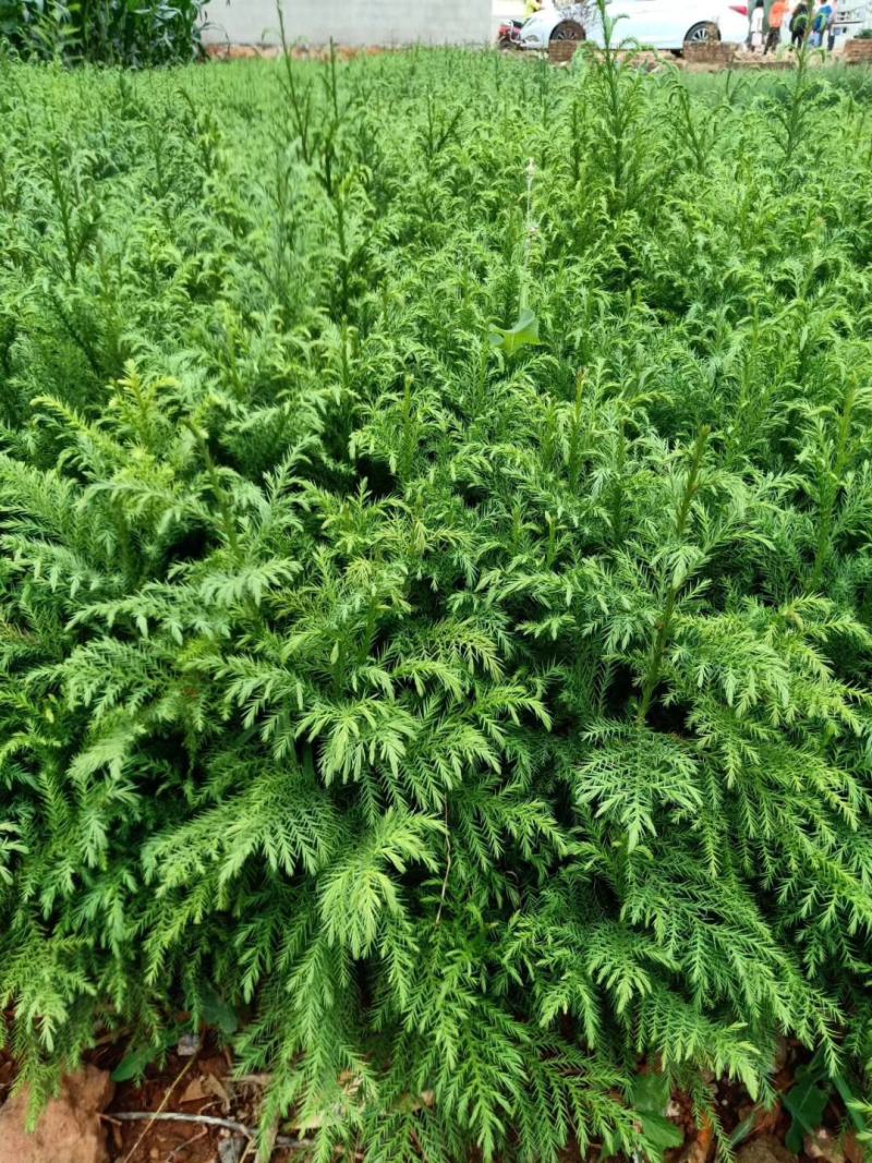 柳杉苗，（马尾杉）刺杉（杉树苗）20分以上有现货，要的联