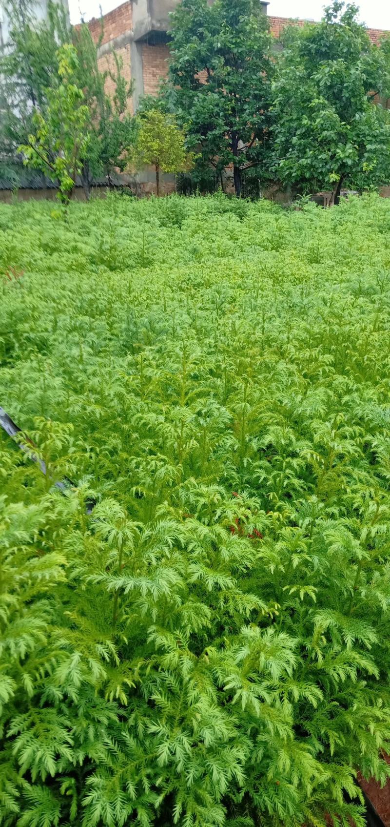 柳杉苗，（马尾杉）刺杉（杉树苗）20分以上有现货，要的联