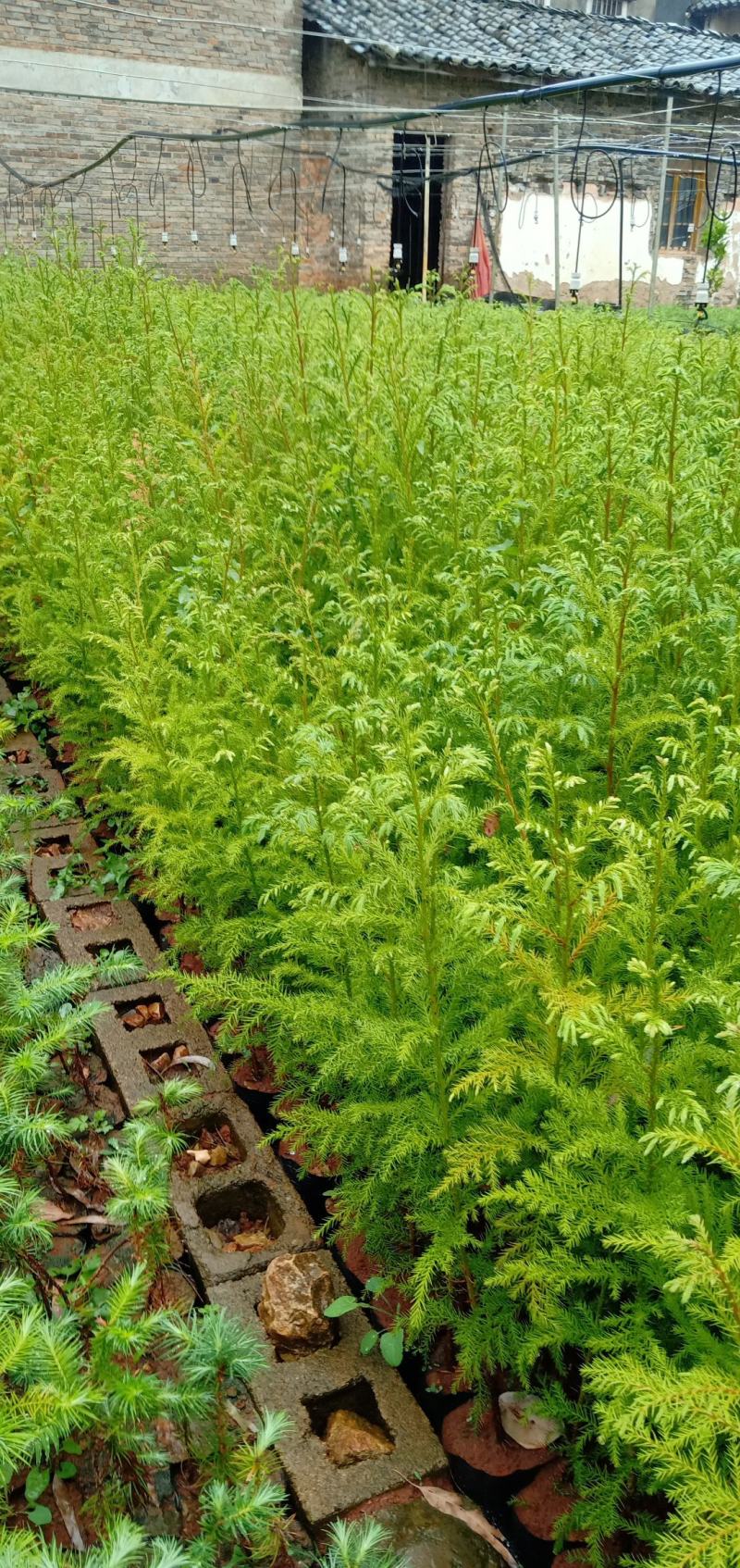 柳杉苗，（马尾杉）刺杉（杉树苗）20分以上有现货，要的联